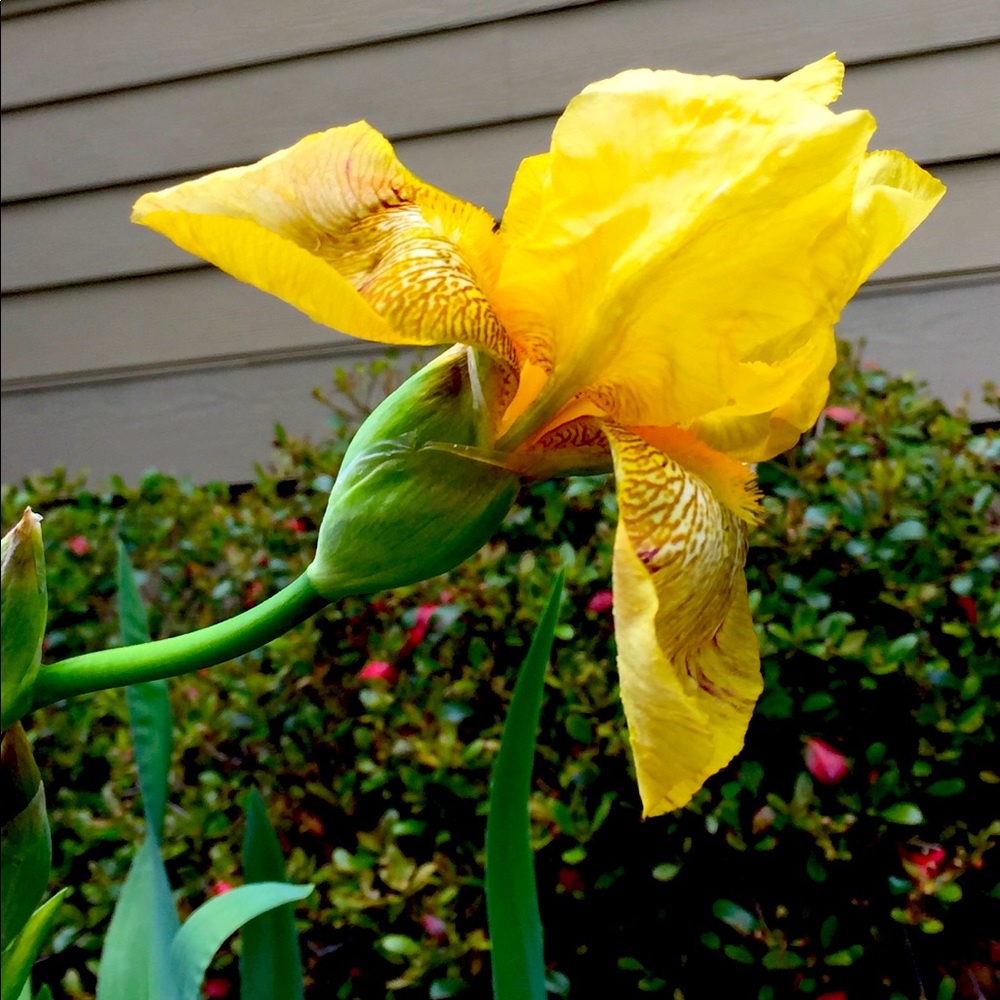 Meet your Posher, Pamela